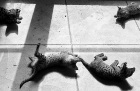 Four Savannah Kittens at Play. Photo: Michael Broad https://www.flickr.com/photos/michael-broad/