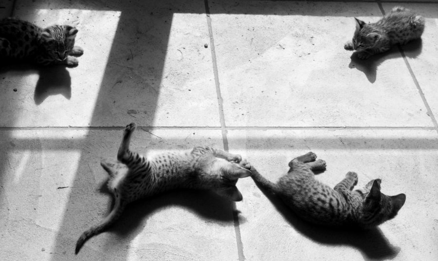 Four Savannah Kittens at Play. Photo: Michael Broad https://www.flickr.com/photos/michael-broad/