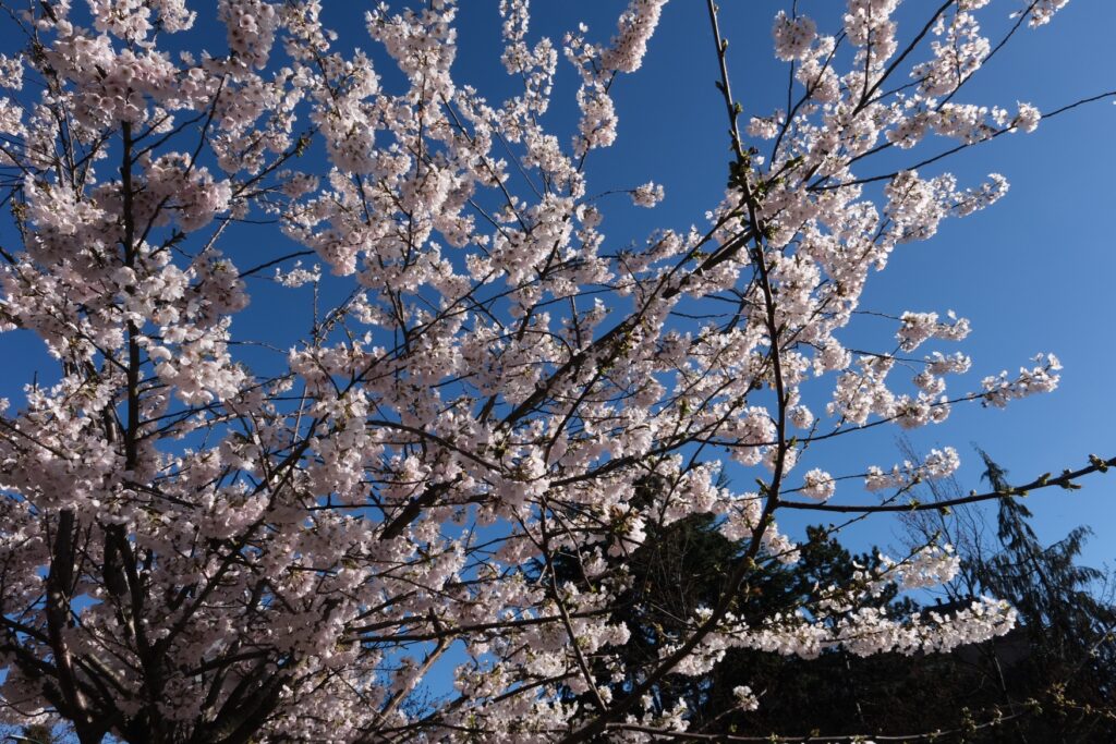 Cherry Blossoms